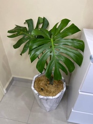 Monstera Deliciosa