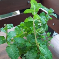 Pokok Pudina Aroma/mint