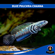 Blue Pulchra Channa | 3 INCH