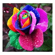7-color rose seeds – Bag of 10 seeds – Code 1218