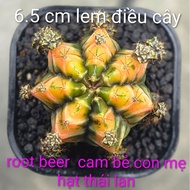 Root beer orange cactus for mother, Thai cashew nuts, size 6.5 cm