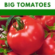 Biji Benih Tomato Seeds (600 Seeds ) Vegetables Seeds