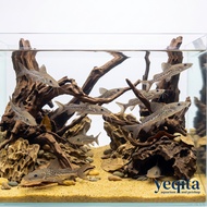 ikan leopard catfish predator aquarium | ikan hias kolam aquarium