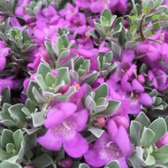 Berjaya Plant Nursery -  Leucophyllum frutescens/Texas Sage(Pokok Bunga Kuning/Pokok Hiasan Luar Rum