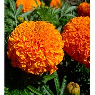 Dwarf Marigold Seeds F1 Mekong Red Orange 46A