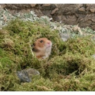 Hamster forest moss forest dried moss/s decorative moss/s dried moss decoration/s hamster accessori