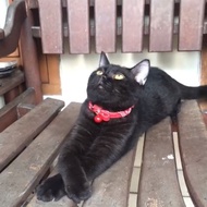 Kucing British shorthair jantan hitam