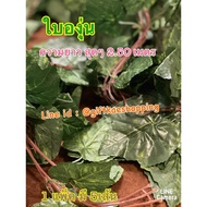 Grape Vines Leaves (Climbing Leaves) 1 Pack Contains 5 Strands. Length Very 2.50 Meters