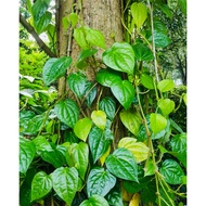 Daun sirih segar murah 25 sen sahaja