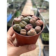 Collector Succulent Lithops in 8cm Plastic Pot *Succulent*