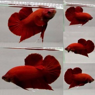 ปลากัดสีแดง ซุปเปอร์เรด Super Red ชุด 1 คู่ (2ตัว) ผู้/เมีย (มีประกัน)