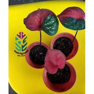 New [Rare Collection] Baby Red Berret Caladium/ Pokok Keladi Cat Tumpah Daun Bulat dari Nawan Garden