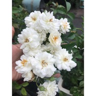 Friendship of Strangers climbing rose (climbing rose) Eternal Friendship - Melinhrose
