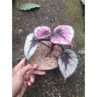Sindo - Begonia Rex Live Plant PVMHVU83RM