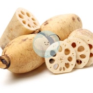 LOTUS ROOT / AKAR TERATAI