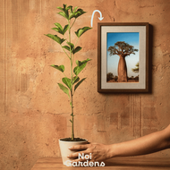 Baobab (Adansonia digitata) β Iconic and Unique Easy Care Tree Plant