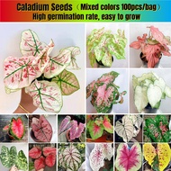 【Biji Keladi】Rare Mixcolor Caladium Plant Seeds for Planting 100pcs Per Pack Benih Keladi Thailand Caladium Flower Seeds