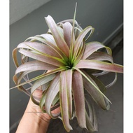 Air Plant -  Tillandsia Love Knot | Gift | Wedding favours | Customise | Plants