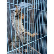 Green Iguana Jumbo Jantan 145cm