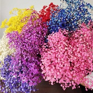 Preserved Flowers Gypsophila Gypsophila Dried Flowers Bouquet Preserved Flowers Big Bouquet Gy