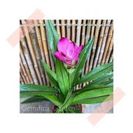 (GG real plant) curcuma alismatifolia ^ pink flower Siam tulip thailand bunga ginger Pokok hidup hia