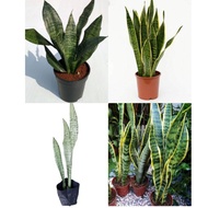 Snake Plant Lidah Mak Mertua Sansevieria Trifasciata Golden Yellow/Green Snake Zeylanica/Whale Moons