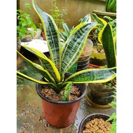 snake plant real plant (kch)