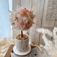 Miss。花謎 【初心】花球樹 小圓樹 開幕花禮 盆花 名片座