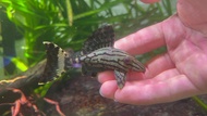 Pleco L191/Live Fish/Dull Eyed Royal Pleco /Pleco /Freshwater哥伦比亚绿皮皇冠豹异型(Sin Quan Aquaculture Enterprise)