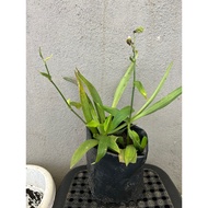 Rumput Siti Khadijah/ rumput beijing/ rumput cina