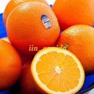 TERLARIS Bibit Tanaman jeruk sunkis/jeruk buah/jeruk buah manis/bibit