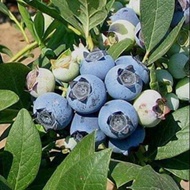 Pokok buah blueberry