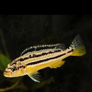 Ikan Cichlid Niasa Aquascape Ikan Hias Niasa Siklid (Khusus GO-JEK)
