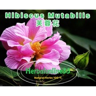 Tea Hibiscus Mutabilis🌺芙蓉花茶🌺5gX12 bag