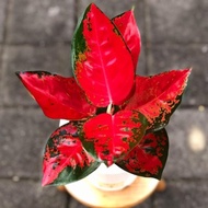 Aglaonema suksom jaipong /Aglonema suksom jaipong / Aglonema suksom