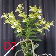 HOT SALE READY STOCK  Variety of live orchid plants / 热卖！！存货！！各种各类的活兰花植物