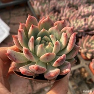 Ganohealth succulent Echeveria Frost flower 霜花 with 55mm pot direct from Cameron Highlands