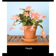 CRAB CACTUS CACTUS COLORS