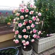 Climbing Vine Chinese Rose Pink Potted Pink Dragon Seedlings Rose Seedlings Everblooming Outdoor China Rose Pierre De Ro