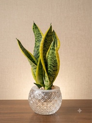 金邊虎尾蘭 ｜Variegated Snake Plant