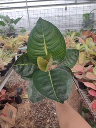 Aglaonema Black Moonlight