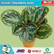 Tanaman Hias Calathea Silver Black-Chalathea Silver Back Rimbun dan Subur-Kalatea Bunga Hidup Murah-tanaman hidup-tanaman hias hidup(bunga hidup tanaman hias/tanaman hias hidup murah/tanaman bunga hidup/bunga hidup murah/tanaman hidup)