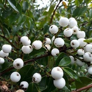 Anak Pokok Gelam Tikus aka Jambu Nasi