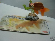 Yujin 原色鑑賞魚(金魚 goldfish)圖鑑 I