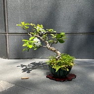 流蘇∣中品盆景樹 盆栽