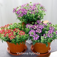 Stock 200pcs Multicolor Verbena Hybrida Beauty Flower Seeds Benih Bunga Benih Pokok Bunga Indoor Hanging Four Seasons