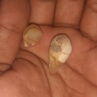 sepasang mustika batu kelor