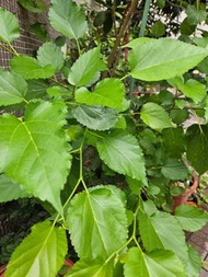 有機桑葉茶