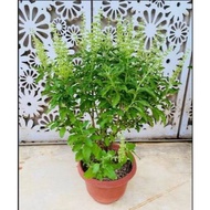 Holy Basil Plant (Edible Herbs) pot size 6 inches, est height 1 feet
