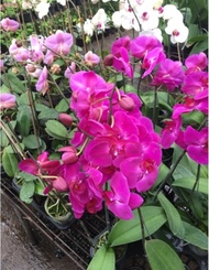 BIBIT TANAMAN HIAS ANGGREK BULAN UNGU